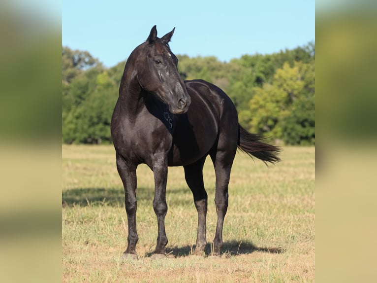 American Quarter Horse Stute 14 Jahre Rappe in Athens
