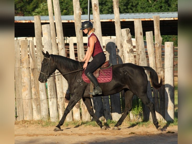 American Quarter Horse Stute 14 Jahre Rappe in Athens