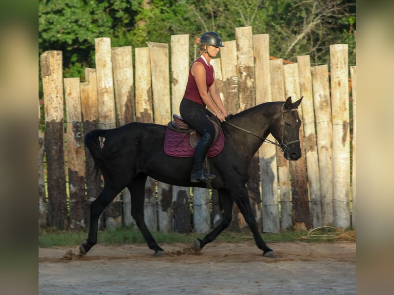 American Quarter Horse Stute 14 Jahre Rappe in Athens