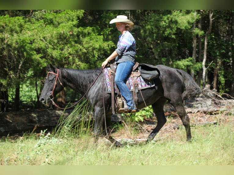 American Quarter Horse Stute 14 Jahre Rappe in Athens