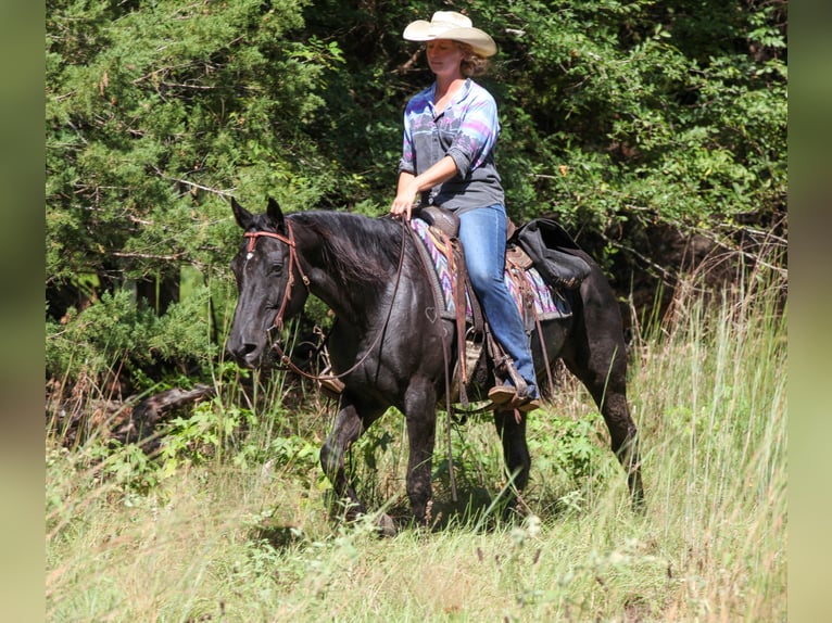American Quarter Horse Stute 14 Jahre Rappe in Athens