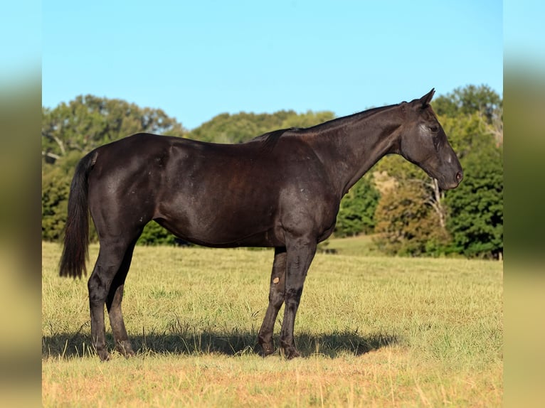 American Quarter Horse Stute 14 Jahre Rappe in Athens