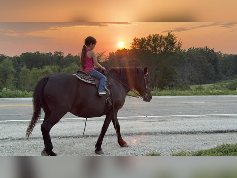 American Quarter Horse Stute 14 Jahre Rappe in Princeton MO