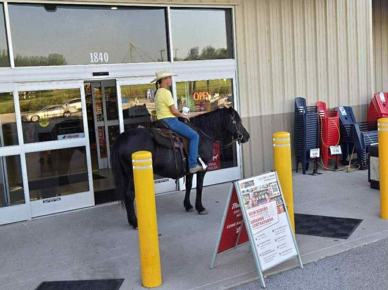 American Quarter Horse Stute 14 Jahre Rappe in Princeton MO