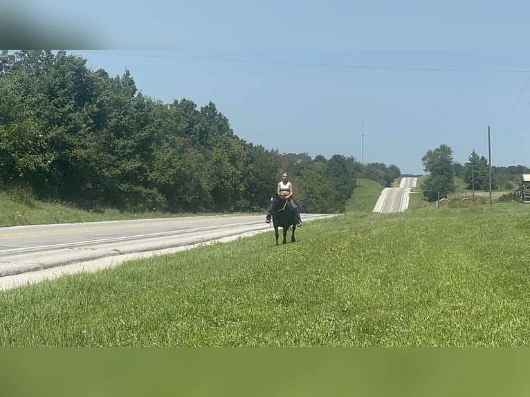 American Quarter Horse Stute 14 Jahre Rappe in Princeton MO