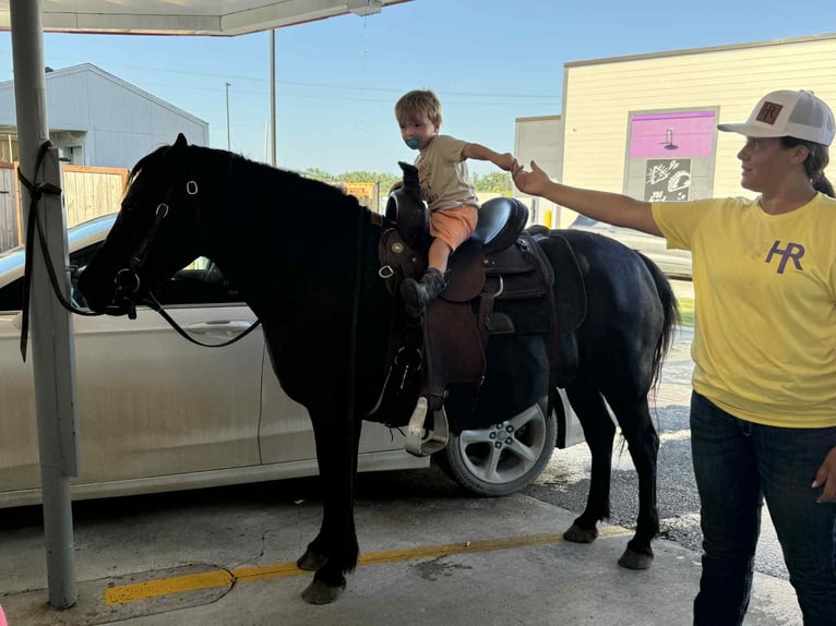 American Quarter Horse Stute 14 Jahre Rappe in Princeton MO