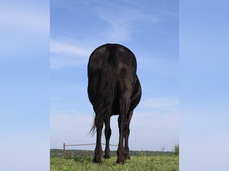 American Quarter Horse Stute 14 Jahre Rappe in Princeton MO