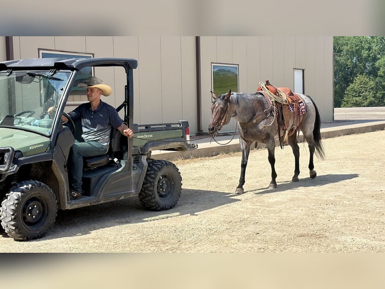 American Quarter Horse Stute 14 Jahre Roan-Bay in Cannon Falls