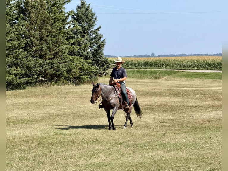 American Quarter Horse Stute 14 Jahre Roan-Bay in Cannon Falls