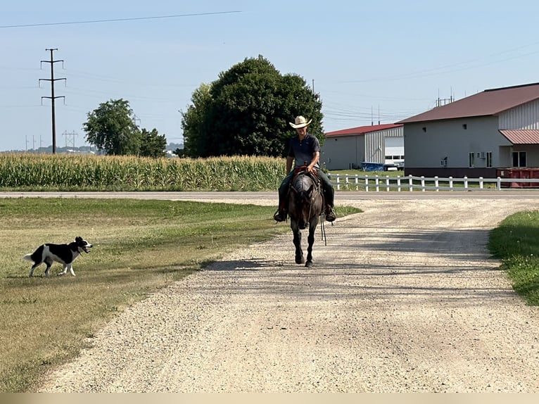 American Quarter Horse Stute 14 Jahre Roan-Bay in Cannon Falls