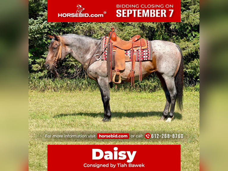 American Quarter Horse Stute 14 Jahre Roan-Bay in Cannon Falls