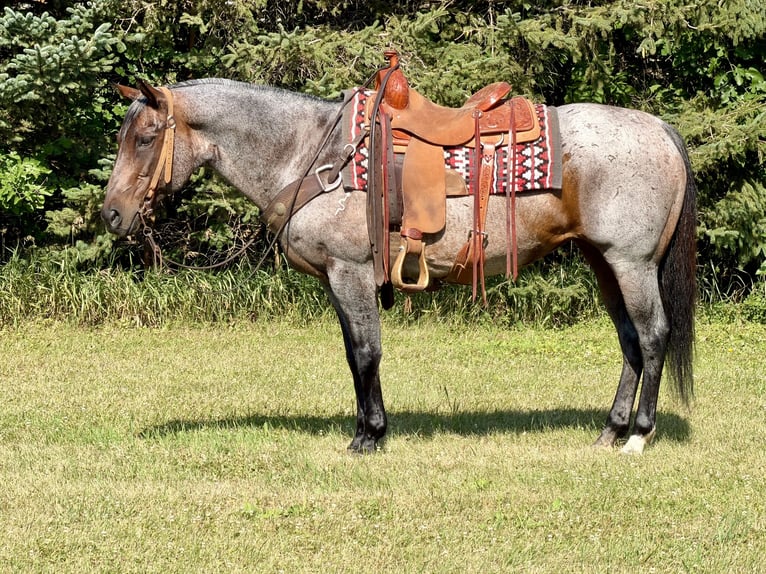American Quarter Horse Stute 14 Jahre Roan-Bay in Cannon Falls