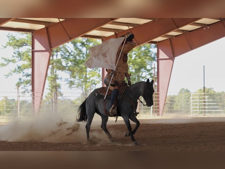 American Quarter Horse Stute 14 Jahre Roan-Blue in Bee Branch