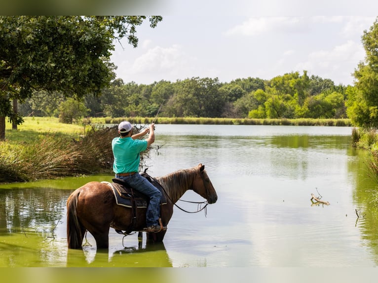 American Quarter Horse Stute 14 Jahre Roan-Red in Canton TX