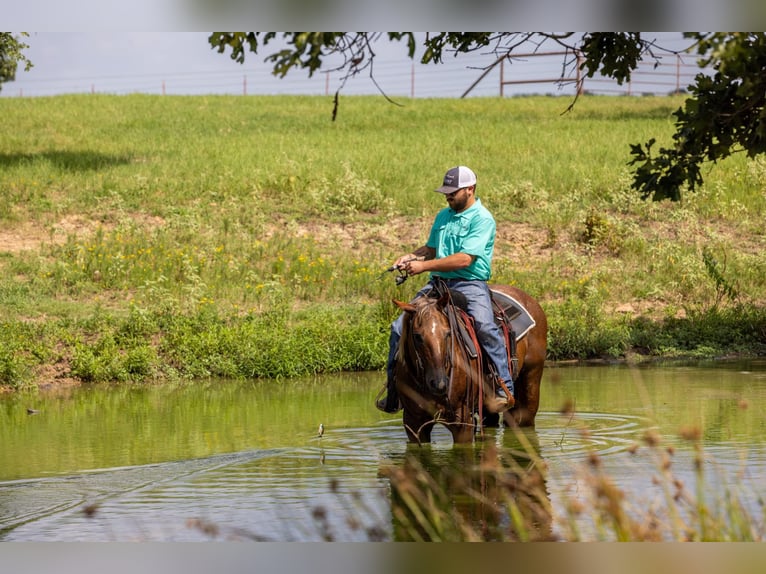 American Quarter Horse Stute 14 Jahre Roan-Red in Canton TX