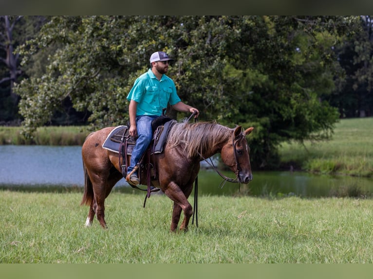 American Quarter Horse Stute 14 Jahre Roan-Red in Canton TX