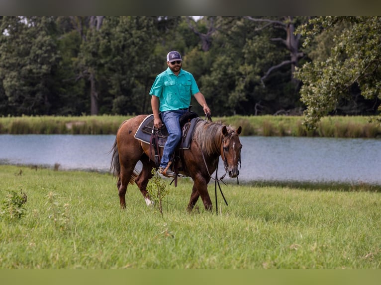 American Quarter Horse Stute 14 Jahre Roan-Red in Canton TX