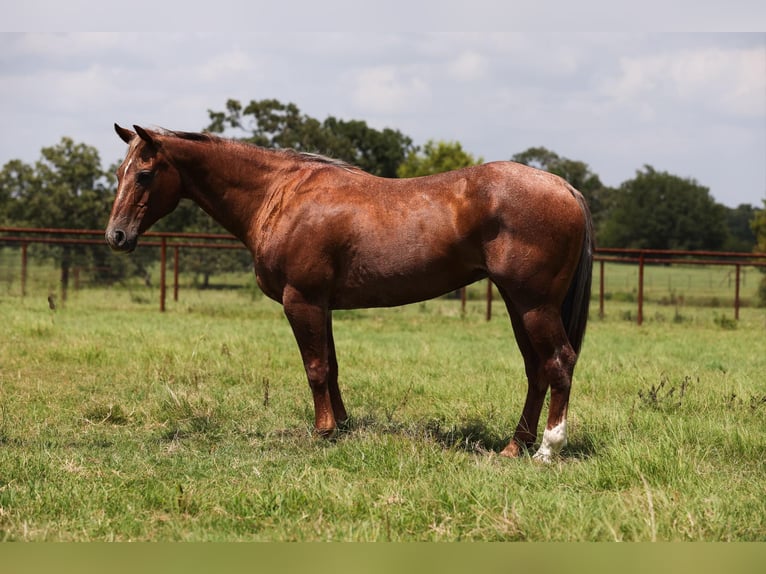 American Quarter Horse Stute 14 Jahre Roan-Red in Canton TX