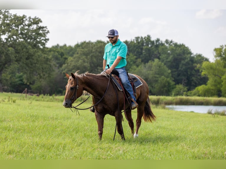 American Quarter Horse Stute 14 Jahre Roan-Red in Canton TX