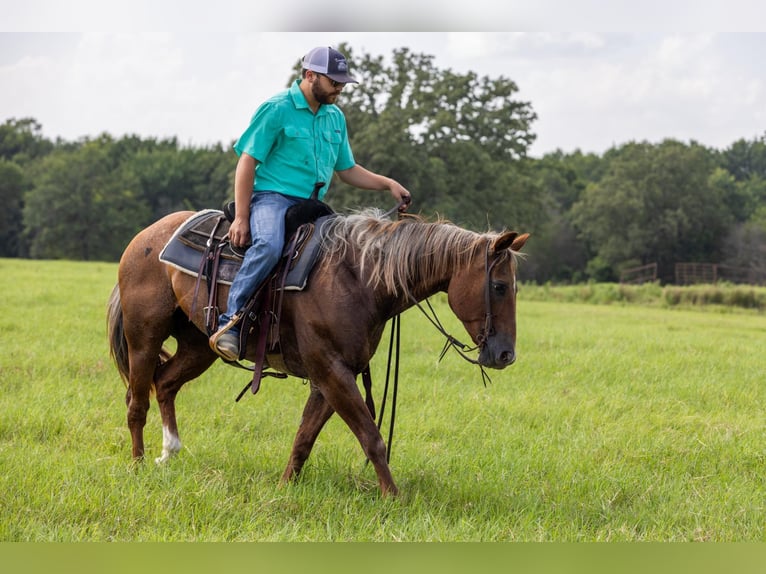 American Quarter Horse Stute 14 Jahre Roan-Red in Canton TX