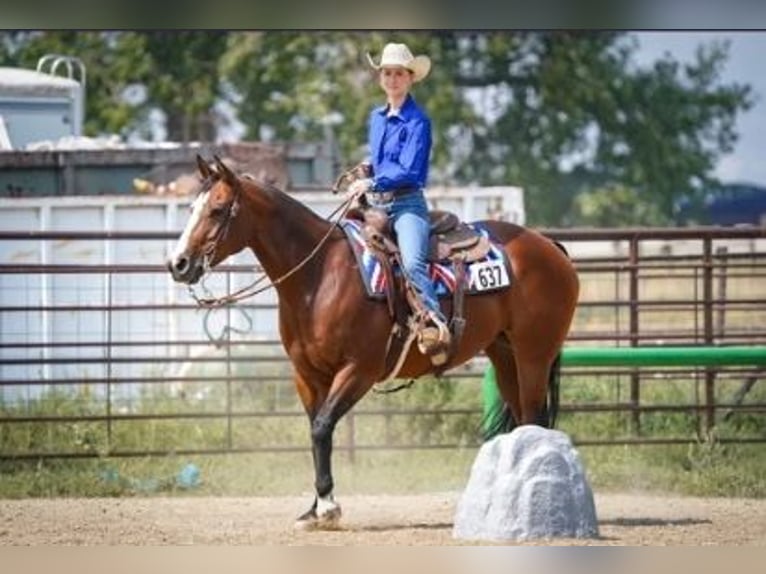 American Quarter Horse Stute 14 Jahre Rotbrauner in Longmont