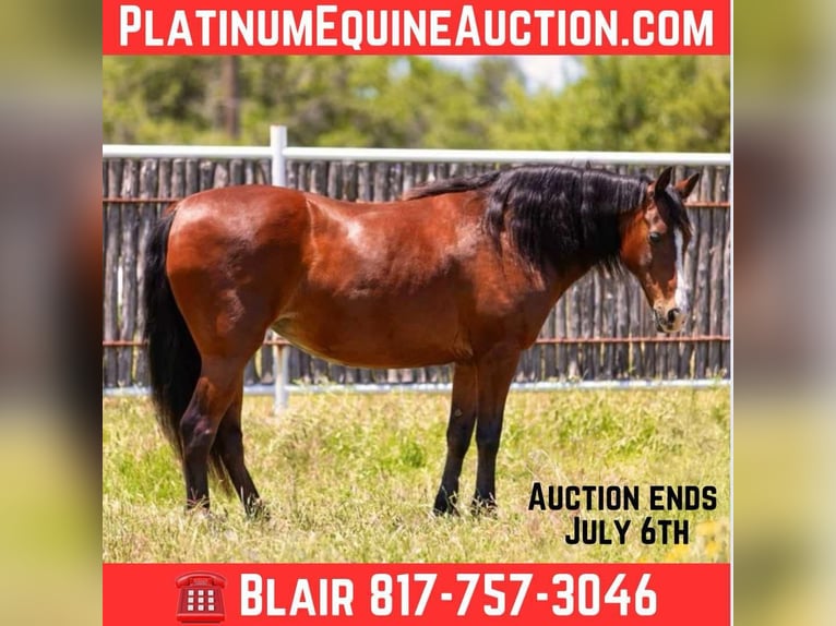 American Quarter Horse Stute 14 Jahre Rotbrauner in Weatherford TX