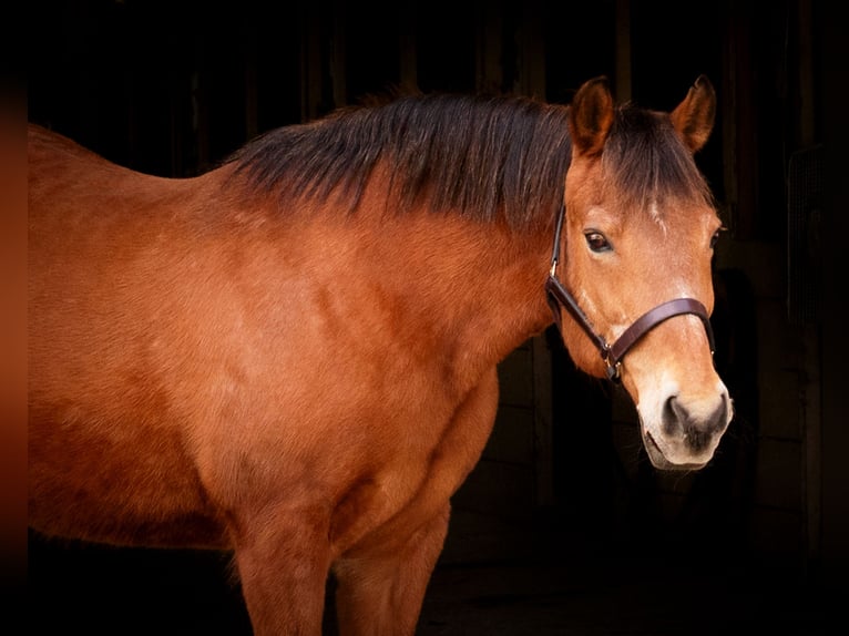 American Quarter Horse Stute 14 Jahre Rotbrauner in Guyton