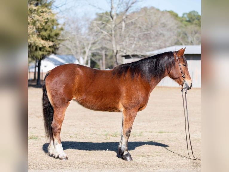 American Quarter Horse Stute 14 Jahre Rotbrauner in Everett PA