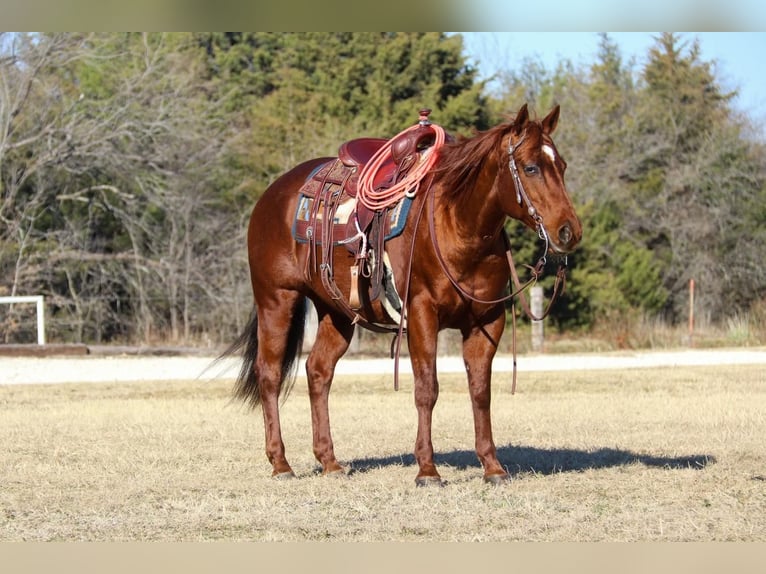 American Quarter Horse Stute 14 Jahre Rotfuchs in Burleson, TX
