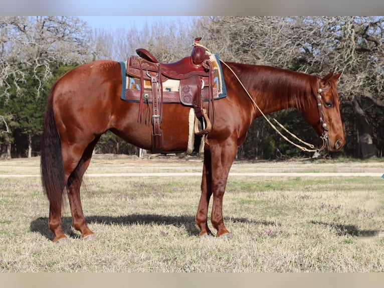 American Quarter Horse Stute 14 Jahre Rotfuchs in Burleson, TX