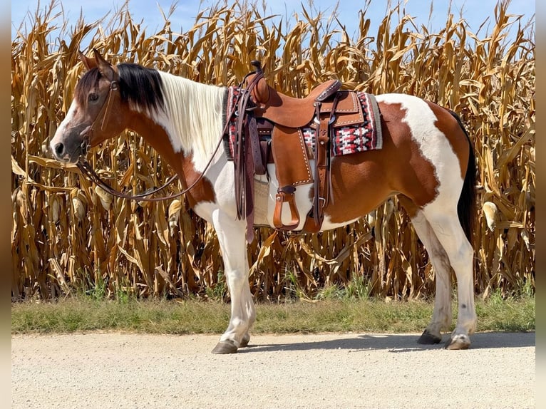 American Quarter Horse Stute 14 Jahre Schecke in Cannon Falls