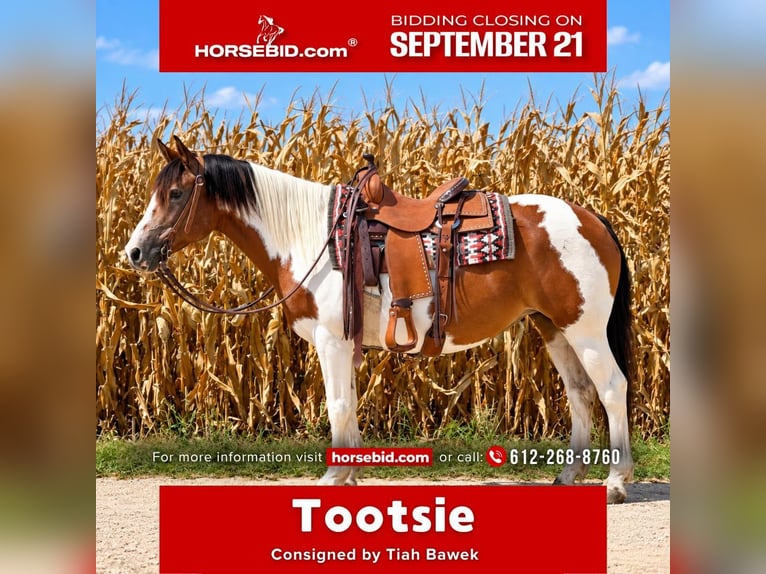 American Quarter Horse Stute 14 Jahre Schecke in Cannon Falls