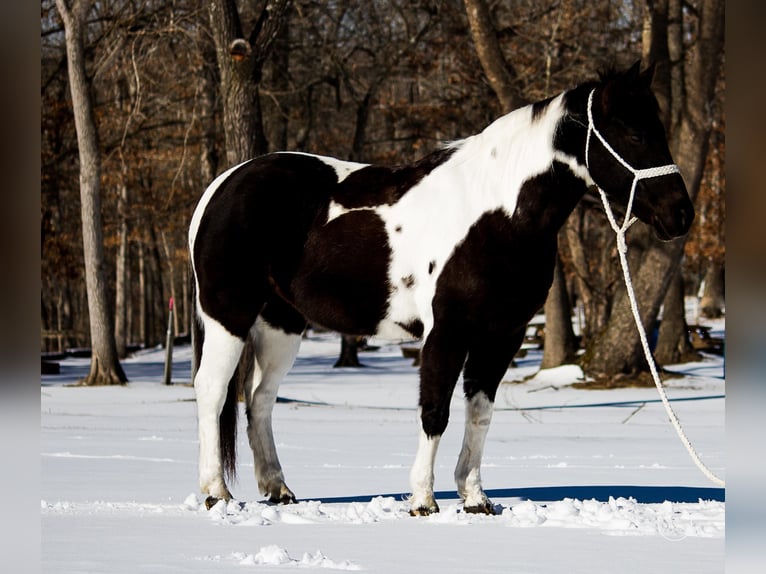 American Quarter Horse Stute 14 Jahre Tobiano-alle-Farben in Mt. Grove, MO