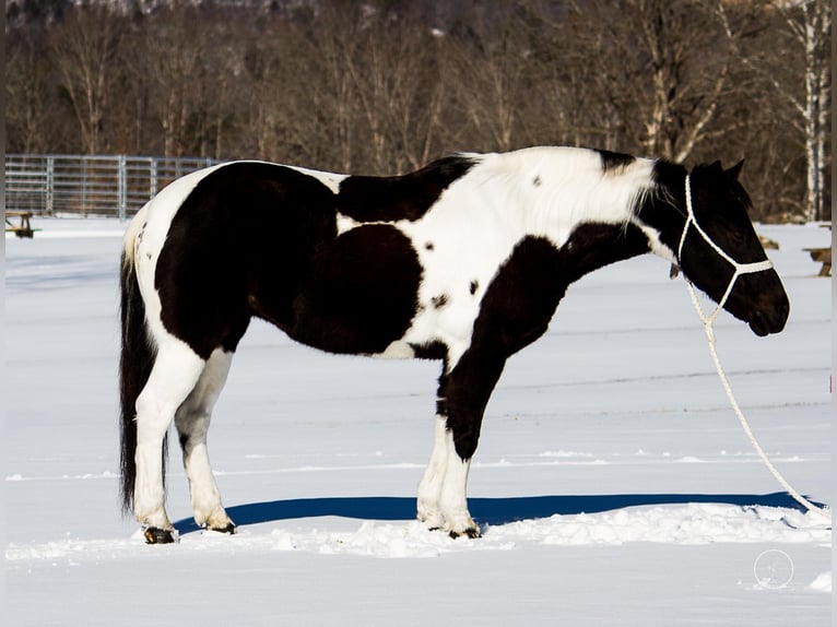 American Quarter Horse Stute 14 Jahre Tobiano-alle-Farben in Mt. Grove, MO
