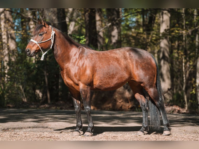 American Quarter Horse Stute 15 Jahre 142 cm Rotbrauner in Portage