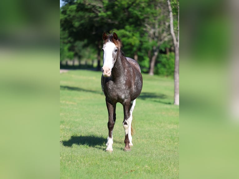 American Quarter Horse Stute 15 Jahre 142 cm Schecke in Forney