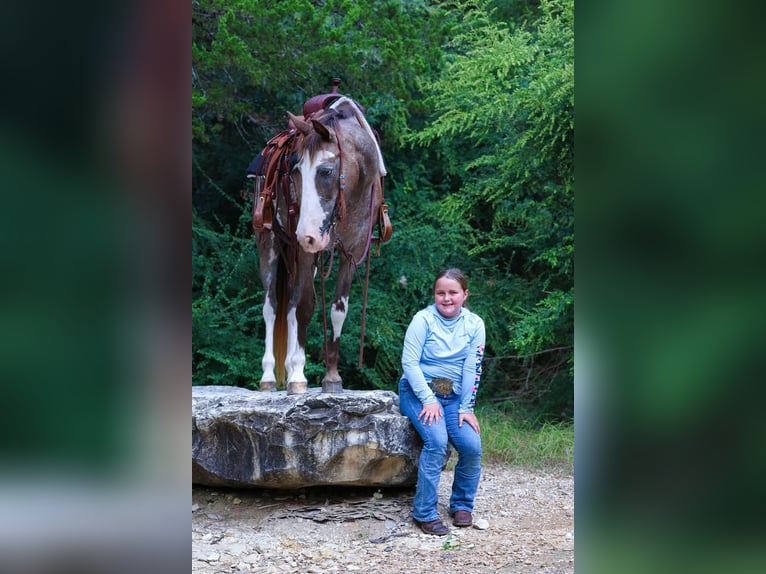 American Quarter Horse Stute 15 Jahre 142 cm Schecke in Forney
