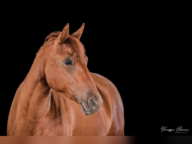 American Quarter Horse Mix Stute 15 Jahre 145 cm Fuchs in Regensburg