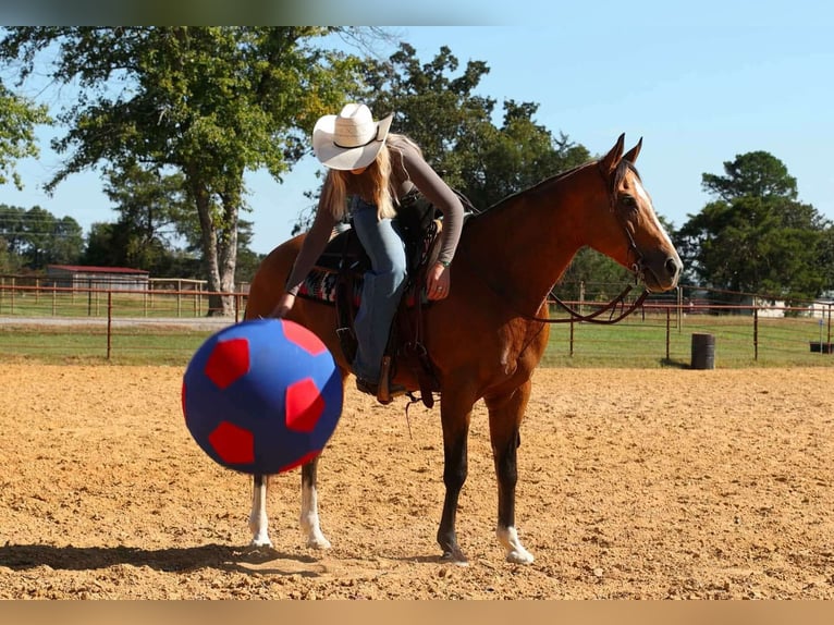American Quarter Horse Stute 15 Jahre 147 cm Buckskin in Quitman
