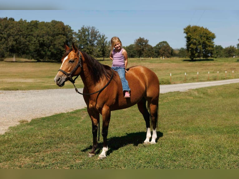 American Quarter Horse Stute 15 Jahre 147 cm Buckskin in Quitman