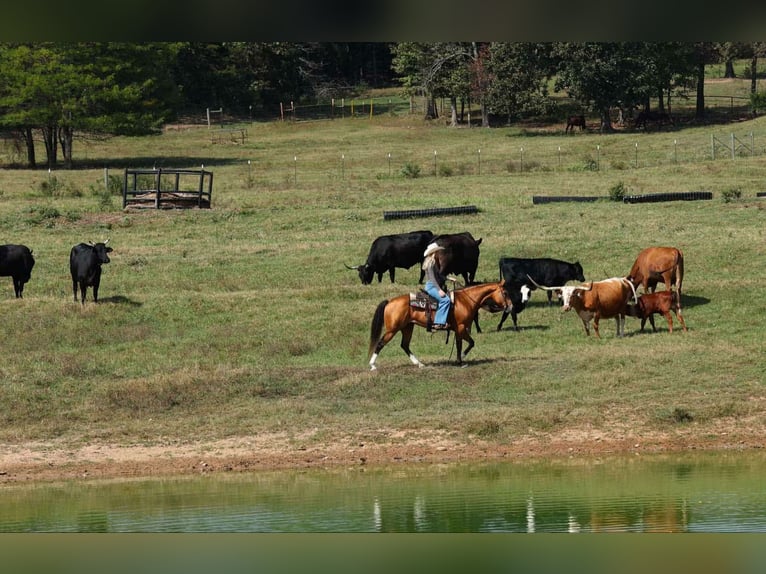 American Quarter Horse Stute 15 Jahre 147 cm Buckskin in Quitman