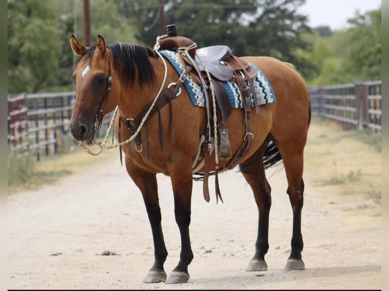 American Quarter Horse Stute 15 Jahre 147 cm Falbe in Eastland TX