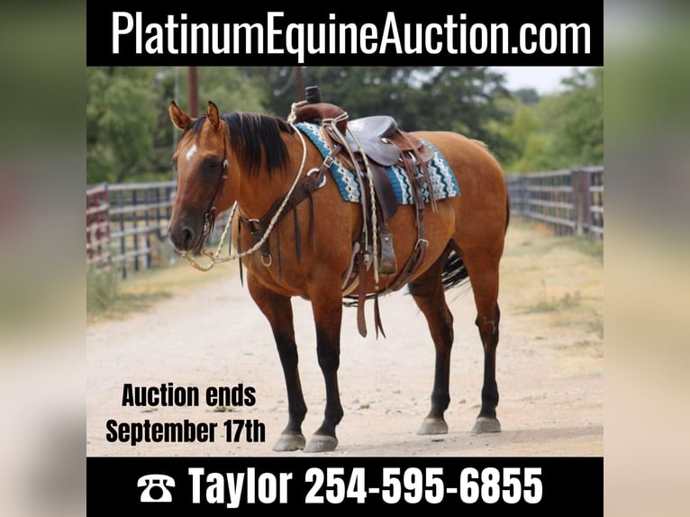 American Quarter Horse Stute 15 Jahre 147 cm Falbe in Eastland TX
