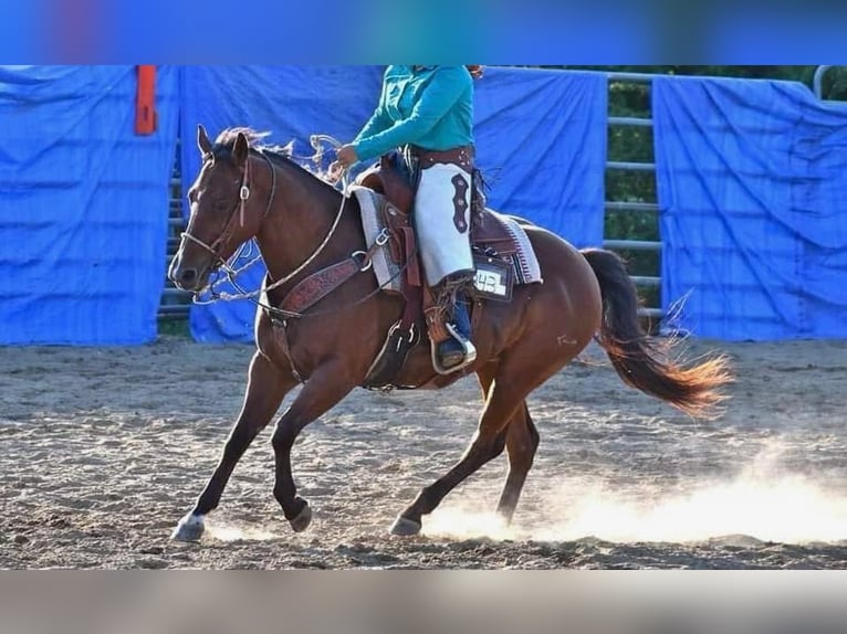 American Quarter Horse Stute 15 Jahre 147 cm Rotbrauner in Rineyville KY