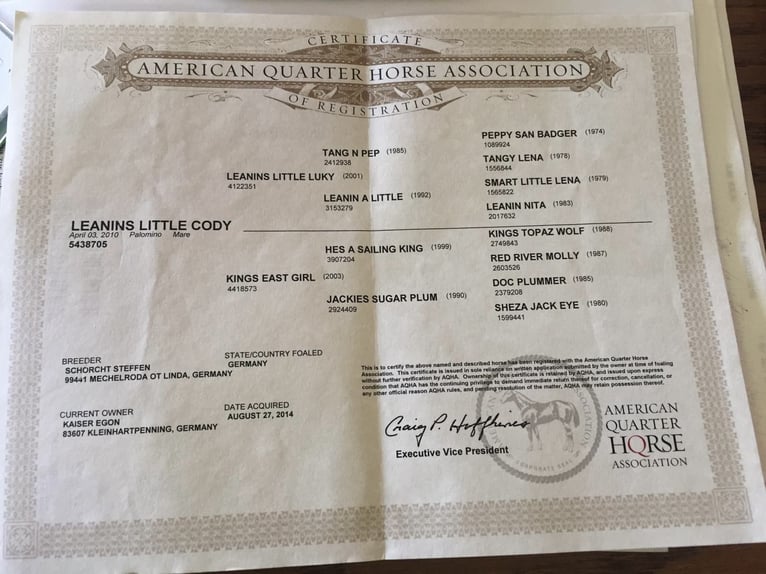 American Quarter Horse Stute 15 Jahre 148 cm Palomino in Holzkirchen
