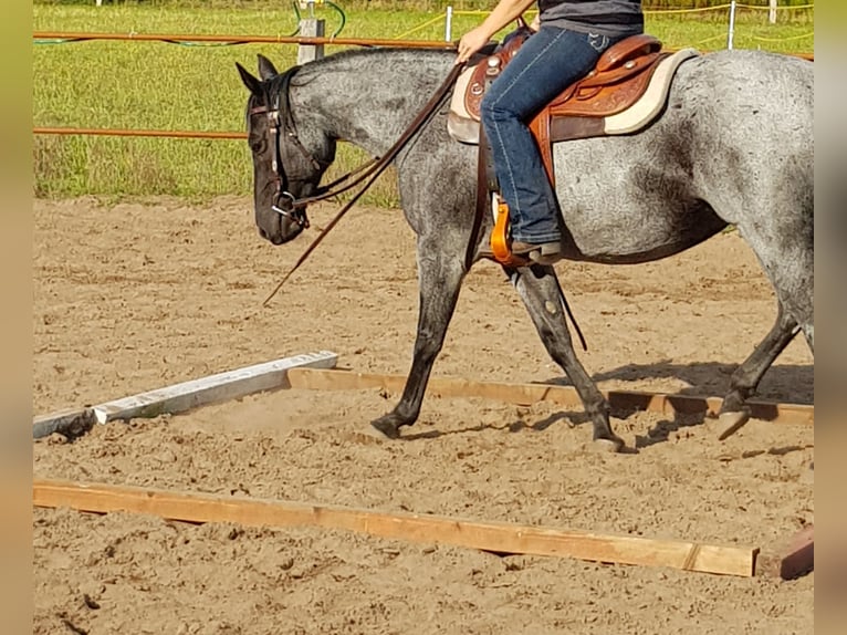 American Quarter Horse Stute 15 Jahre 148 cm Roan-Blue in Osnabrück