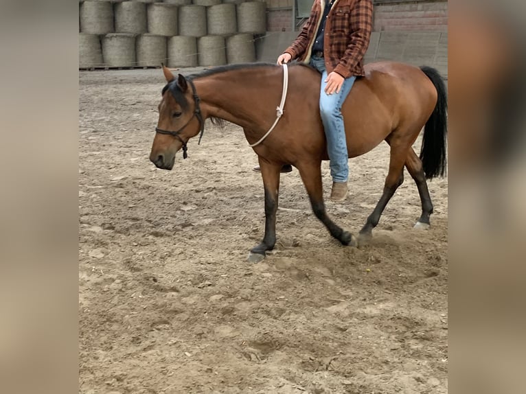 American Quarter Horse Mix Stute 15 Jahre 149 cm Brauner in Alsdorf