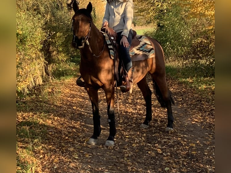 American Quarter Horse Mix Stute 15 Jahre 149 cm Brauner in Alsdorf