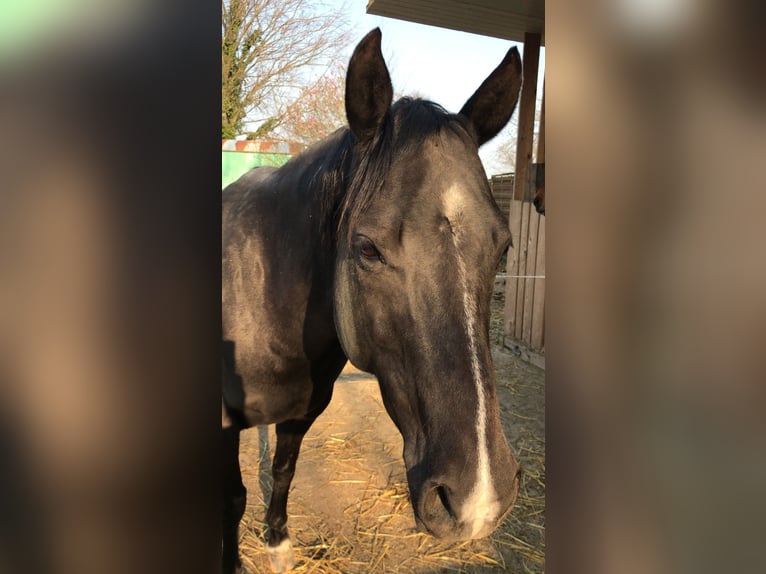 American Quarter Horse Stute 15 Jahre 149 cm Rappe in Erkelenz