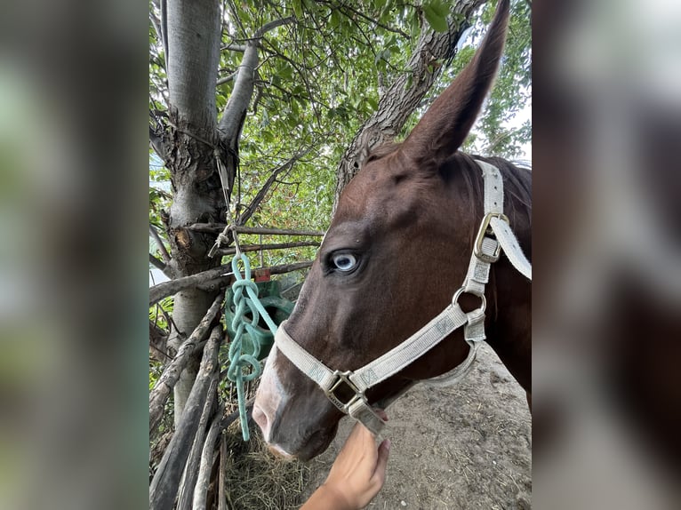 American Quarter Horse Stute 15 Jahre 149 cm Schecke in Braone